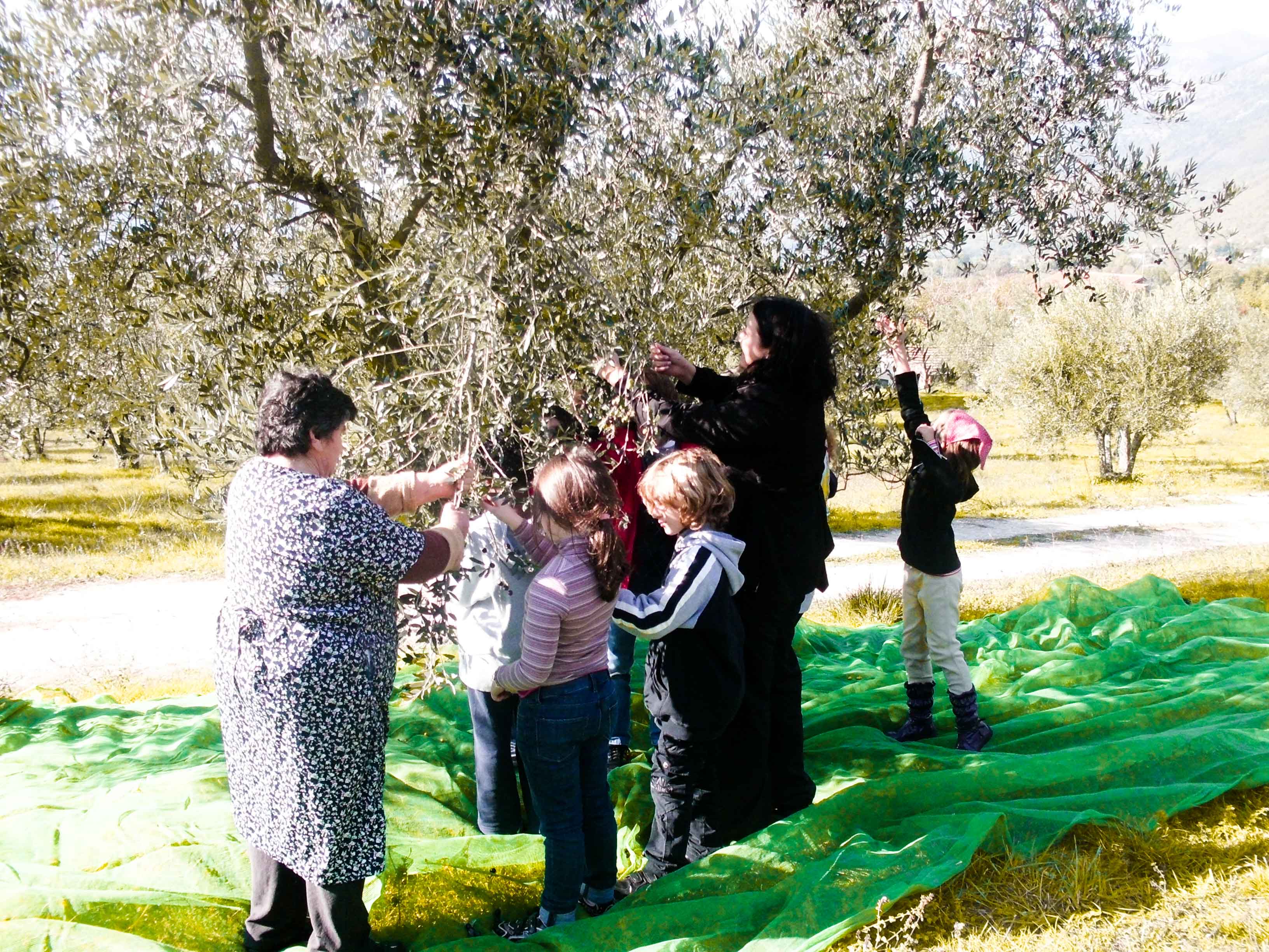 L'Olio Di Oliva Della Val Comino: Dalle Olive All'Olio
